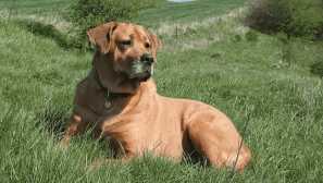 Датски бриколмер - национална гордост на дания